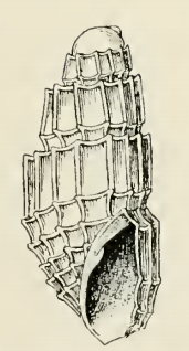 Odostomia quinquecincta 001.png