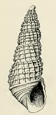 <i>Odostomia ritteri</i> Species of gastropod