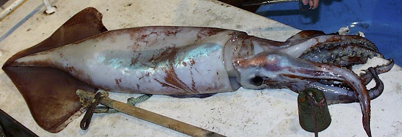 File:Ommastrephes bartramii (Neon flying squid), Northern Hawaiian waters.jpg