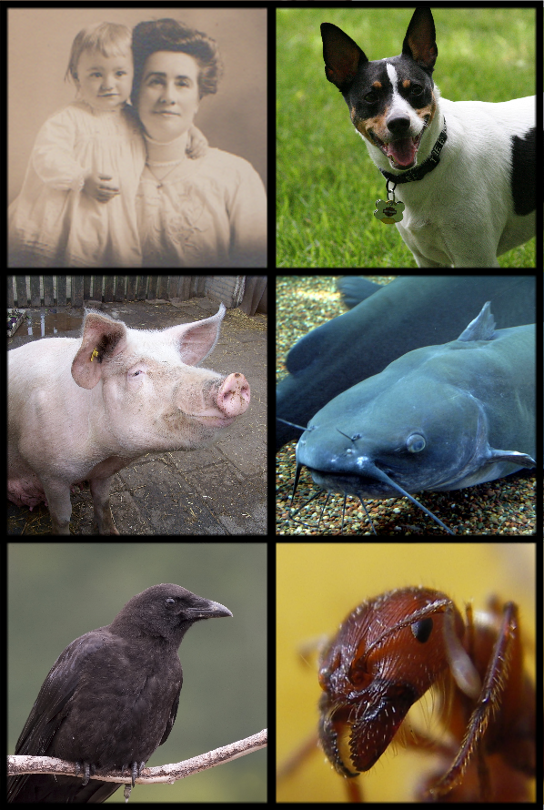 animaux omnivores