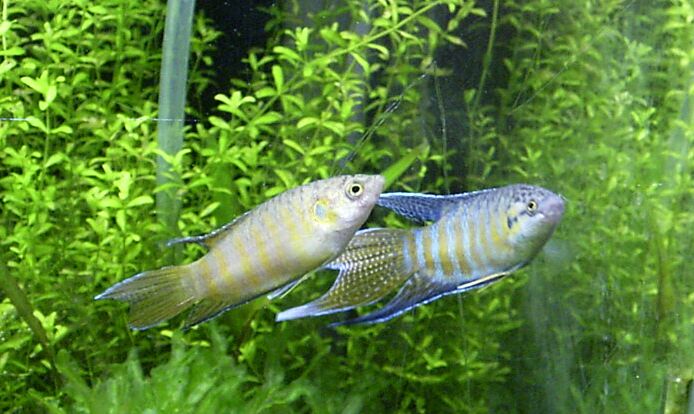 gourami fish male female difference