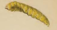 Larva Parectopa ononidis larva.JPG