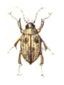 <i>Peltodytes</i> Genus of beetles