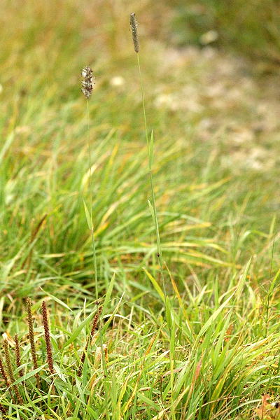 File:Phleum.pratense.2.jpg