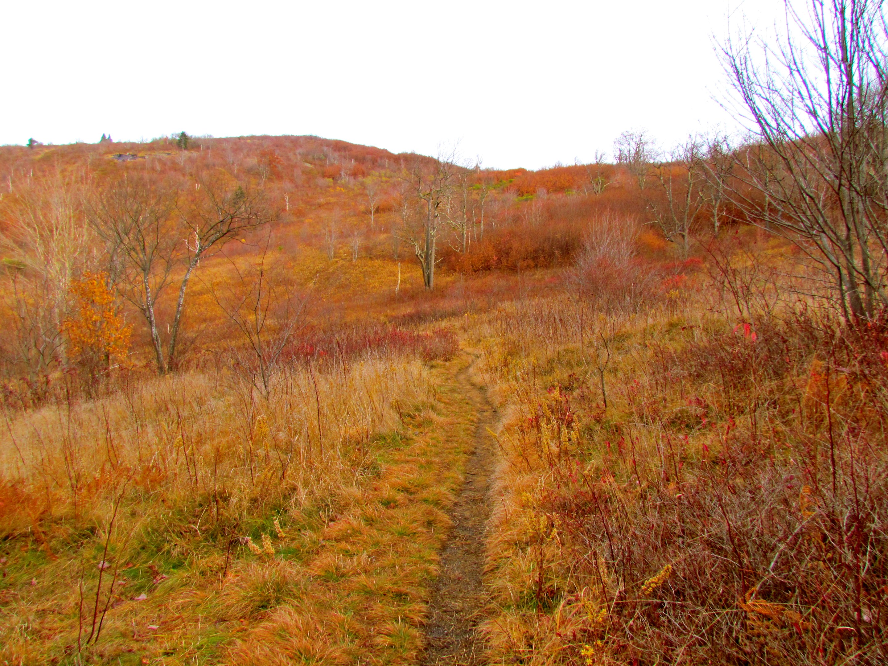 Pisgah National Forest