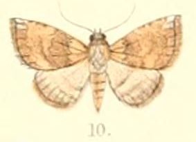 <i>Autoba obscura</i> Species of moth