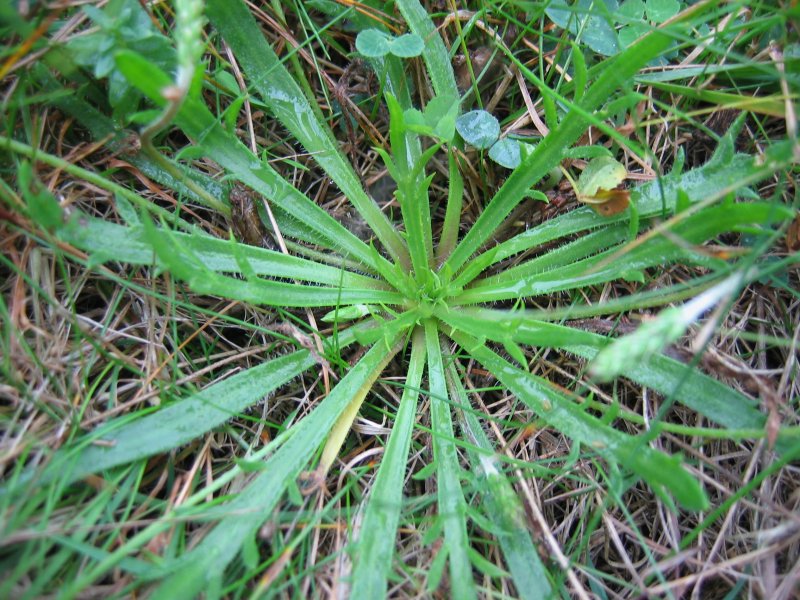 Plantago coronopus rosette