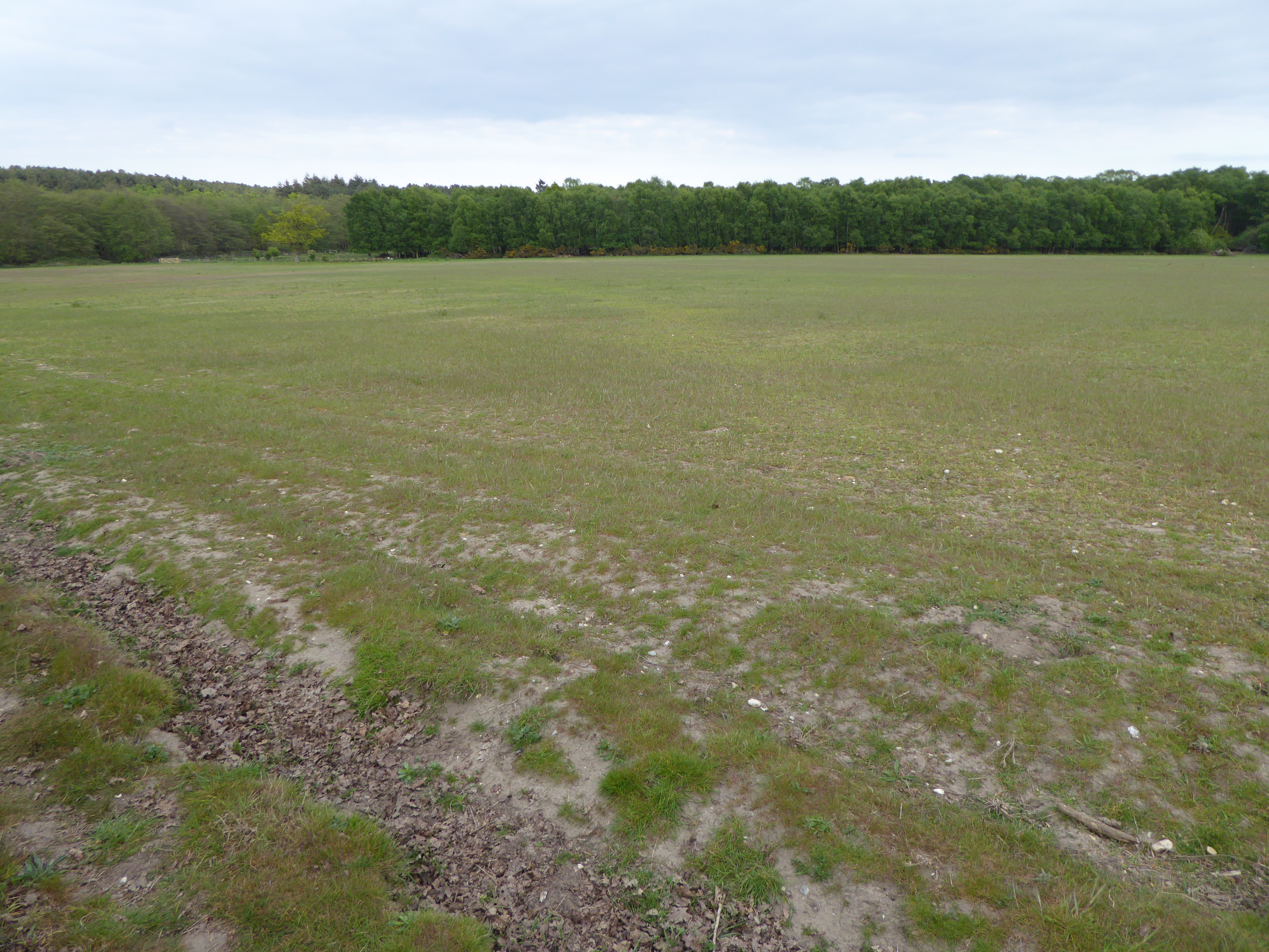 Potton Hall Fields, Westleton