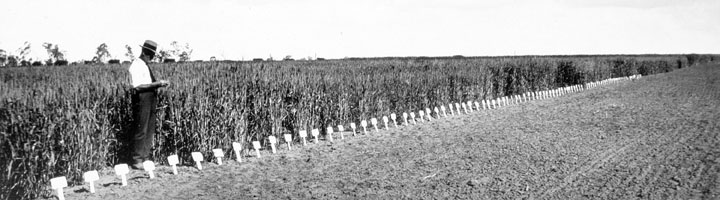 File:Queensland State Archives 4103 Wheat experiment test plots State Farm Roma West Queensland c 1930.png