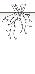 Fasciculated roots.png