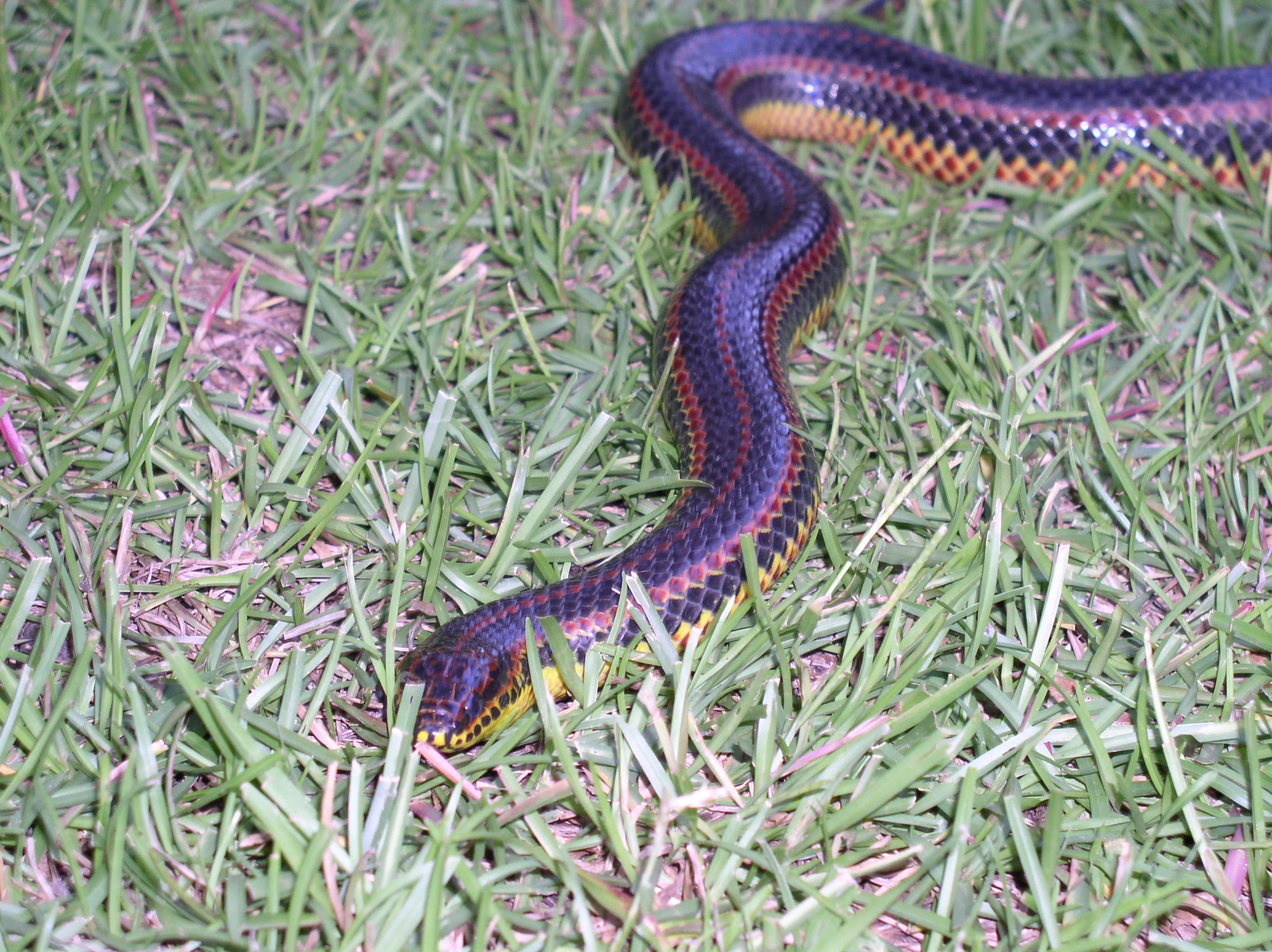 purple and yellow snake