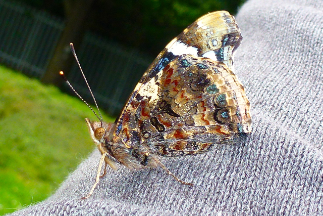 File Red Admiral with closed wings.jpg Wikipedia