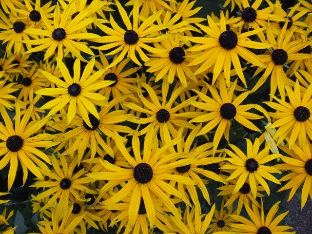 File:Rudbeckia fulgida 'Goldsturm' - geograph.org.uk - 595350.jpg