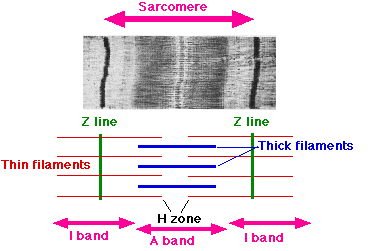 File:Sarcomere.gif