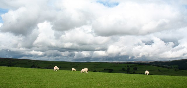 File:Sheep pasture, Ladies Riggs - geograph.org.uk - 956630.jpg