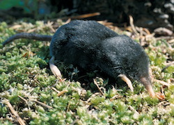 The average litter size of a American shrew mole is 2