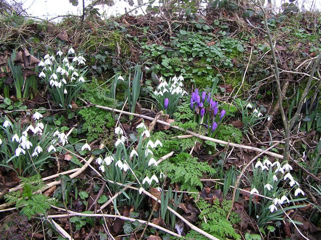 File:Snowdrops and crocuses - geograph.org.uk - 1170402.jpg