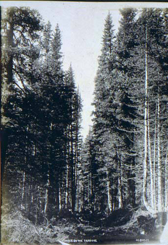 File:Stand of timber near the Skagway River, Alaska, ca 1898 (MEED 218).jpg