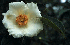 <i>Stewartia ovata</i> Species of tree