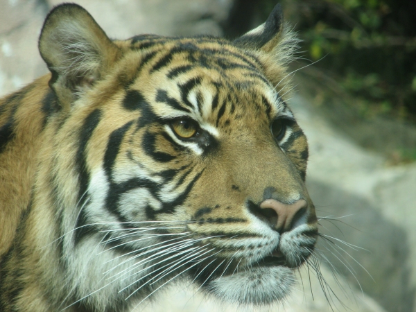 Sumatran Tiger 22.jpg