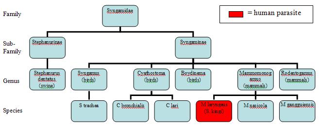 Complete Taxonomy Chart