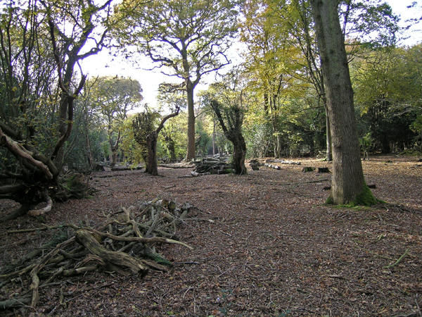 File:The Wooded Gernon Bushes - geograph.org.uk - 279125.jpg