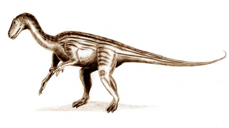 Resultado de imagen para Tecodontosaurio (Thecodontosaurus Antiquus