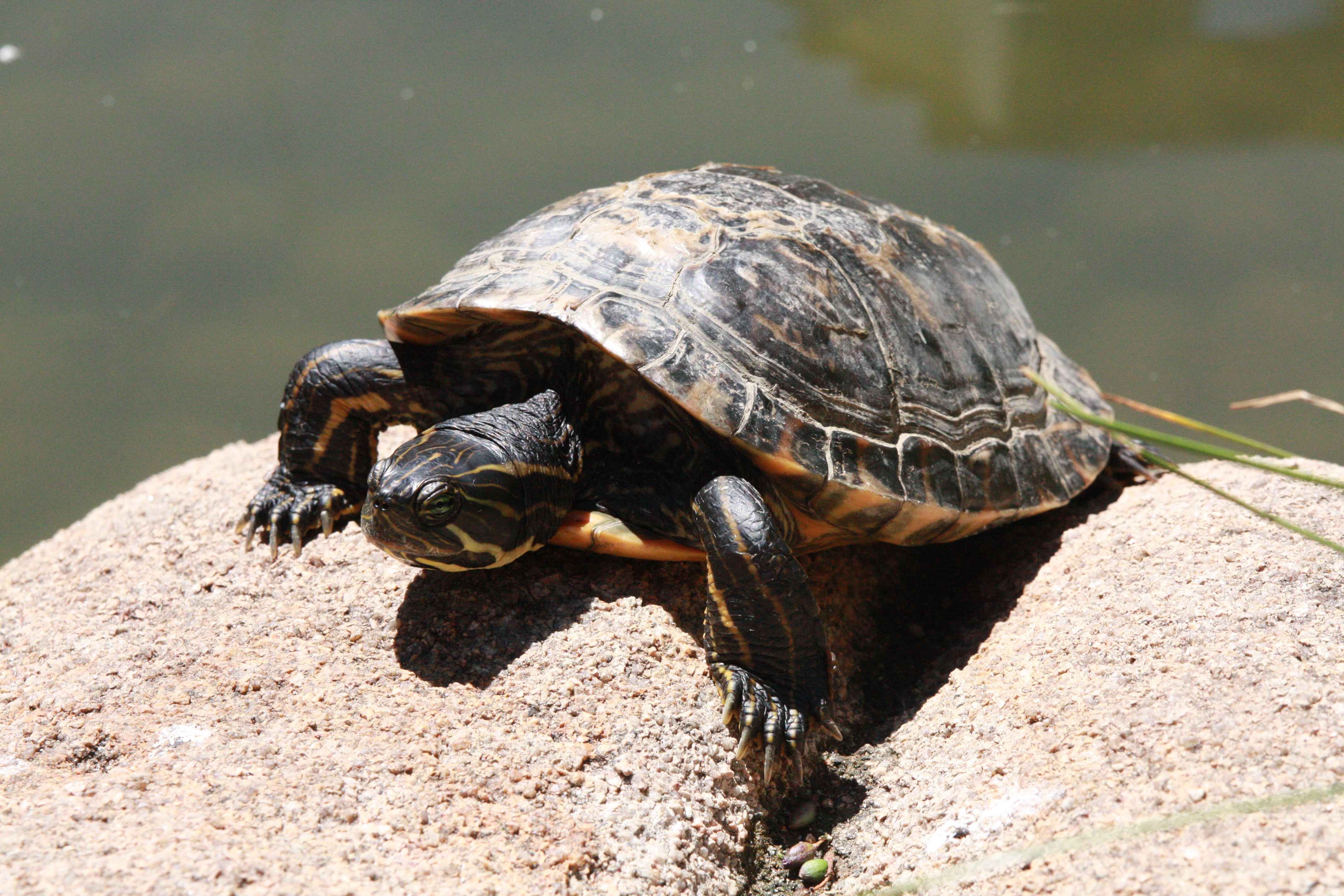 Tortugas bebe de agua