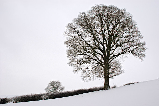 File:Trees in the snow - geograph.org.uk - 1660188.jpg