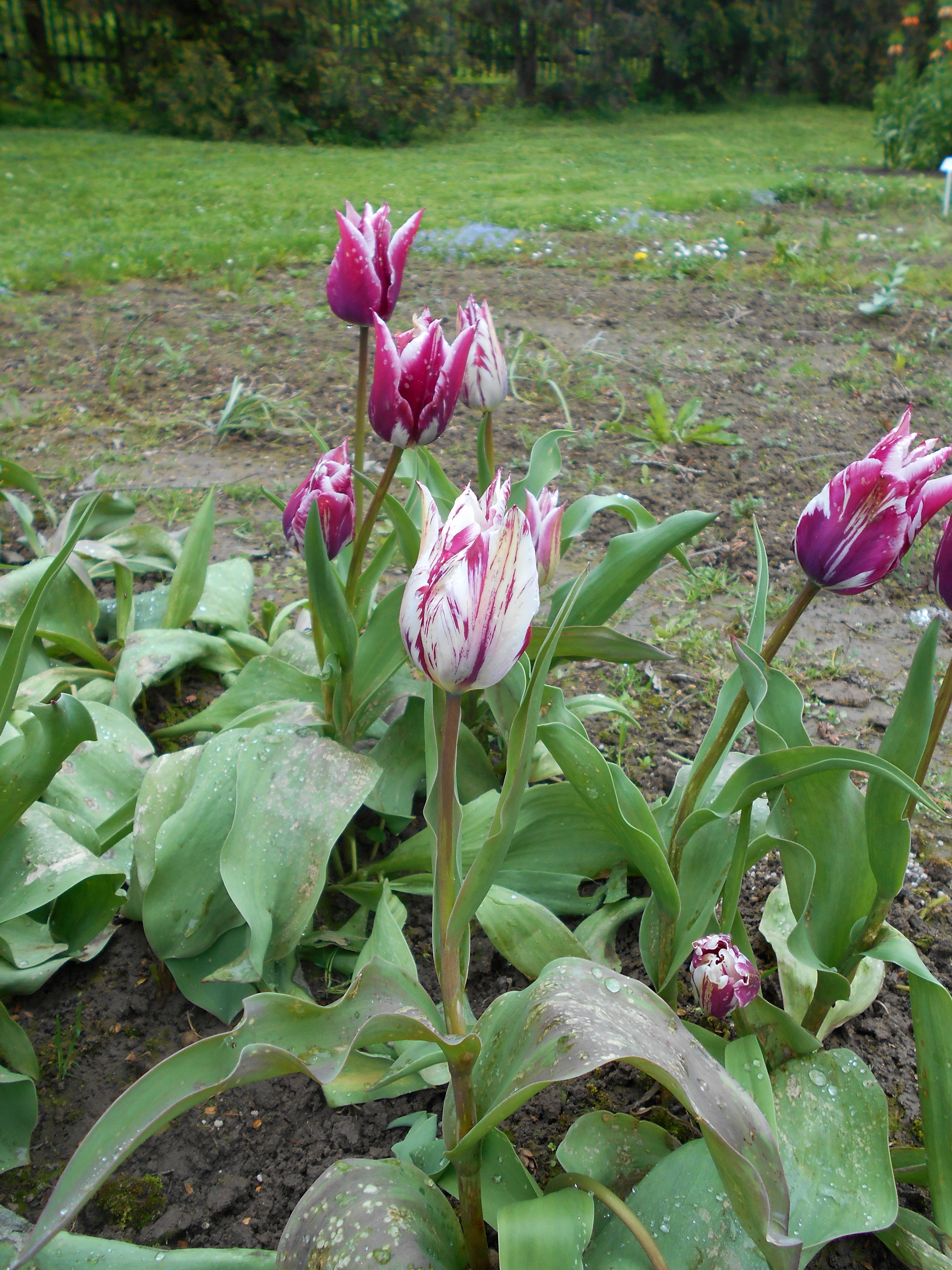 Тюльпан клаудиа фото и описание