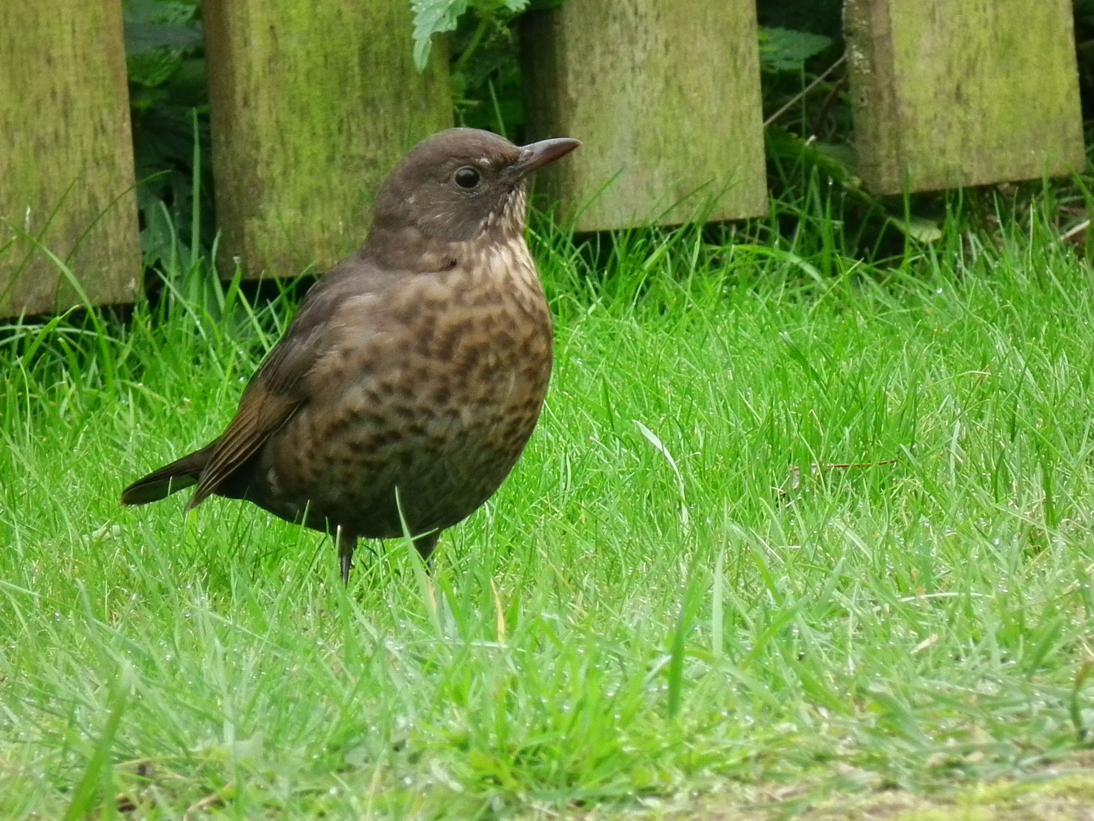 File:Weiblicher Vogel Juist.JPG - Wikipedia