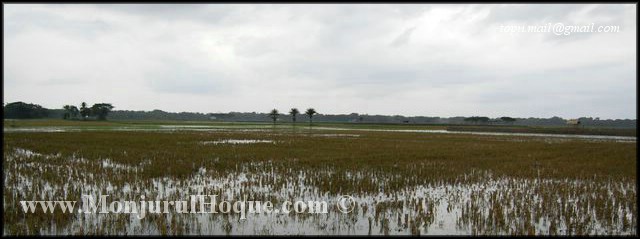 File:Wetland in Bangladesh (2568371132).jpg