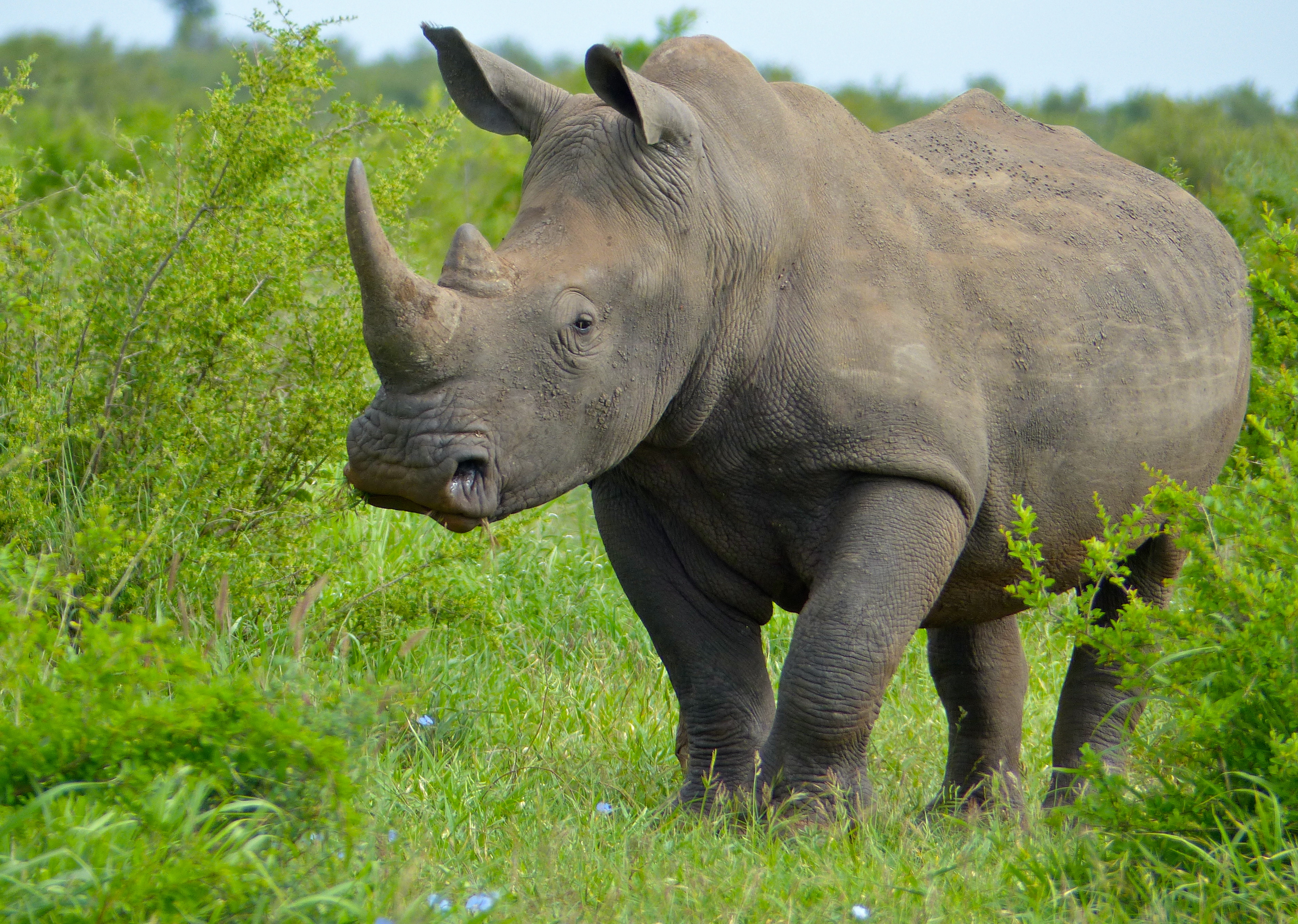 Крупнейших млекопитающих на земле. Суматранский носорог. Белый носорог. Суматранский носорог, Индонезия. Яванский носорог млекопитающие.