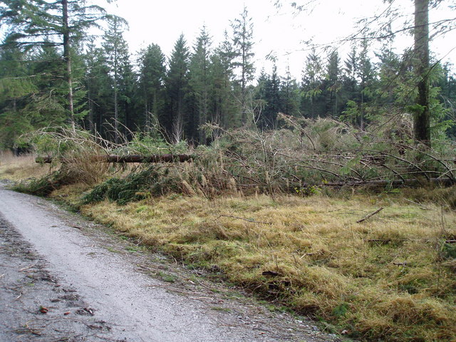 File:Windthrown trees in Clocaenog Forest - geograph.org.uk - 322210.jpg