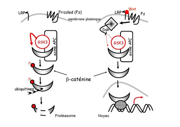 Wnt-Signal CY-Lavoisier.jpg