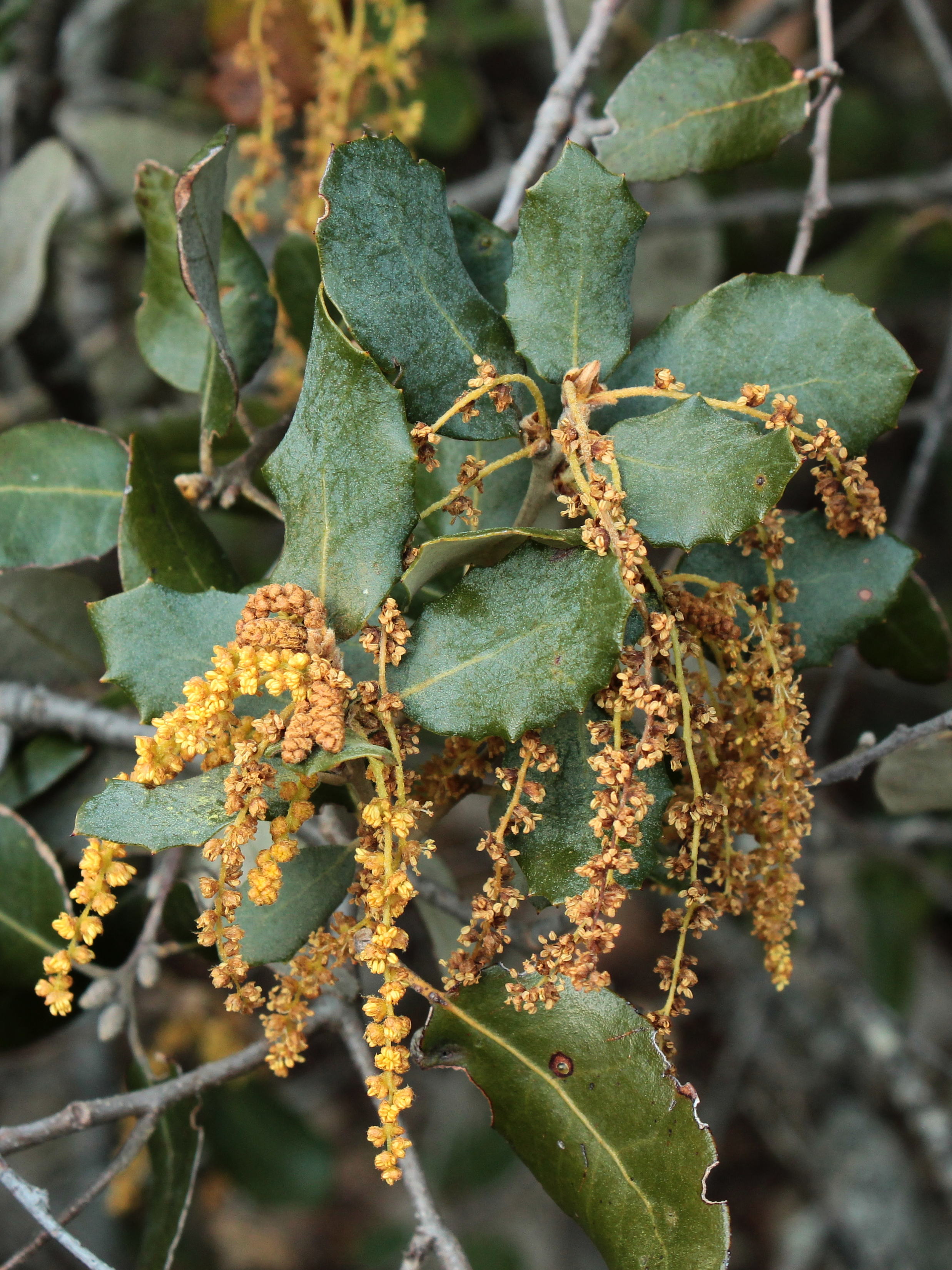 Quercus Ilex Phytophthora