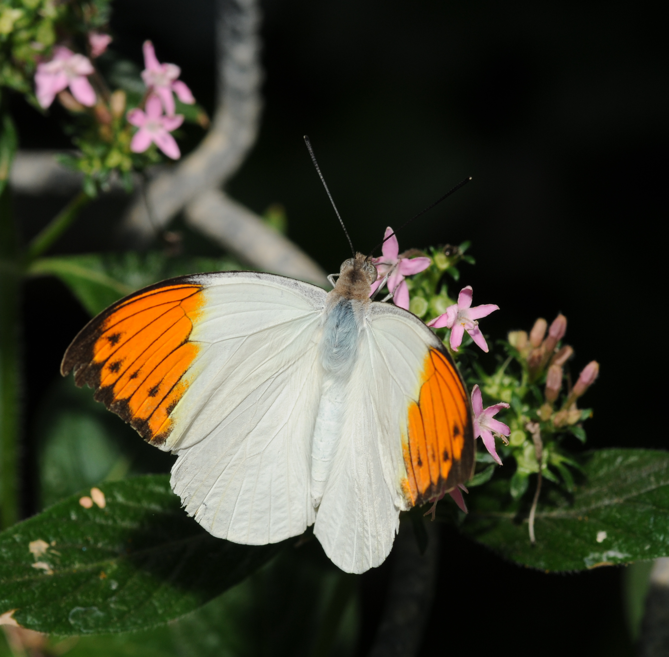 https://upload.wikimedia.org/wikipedia/commons/a/a5/2011-04-25-lepidoptera-hunawihr-2.jpg