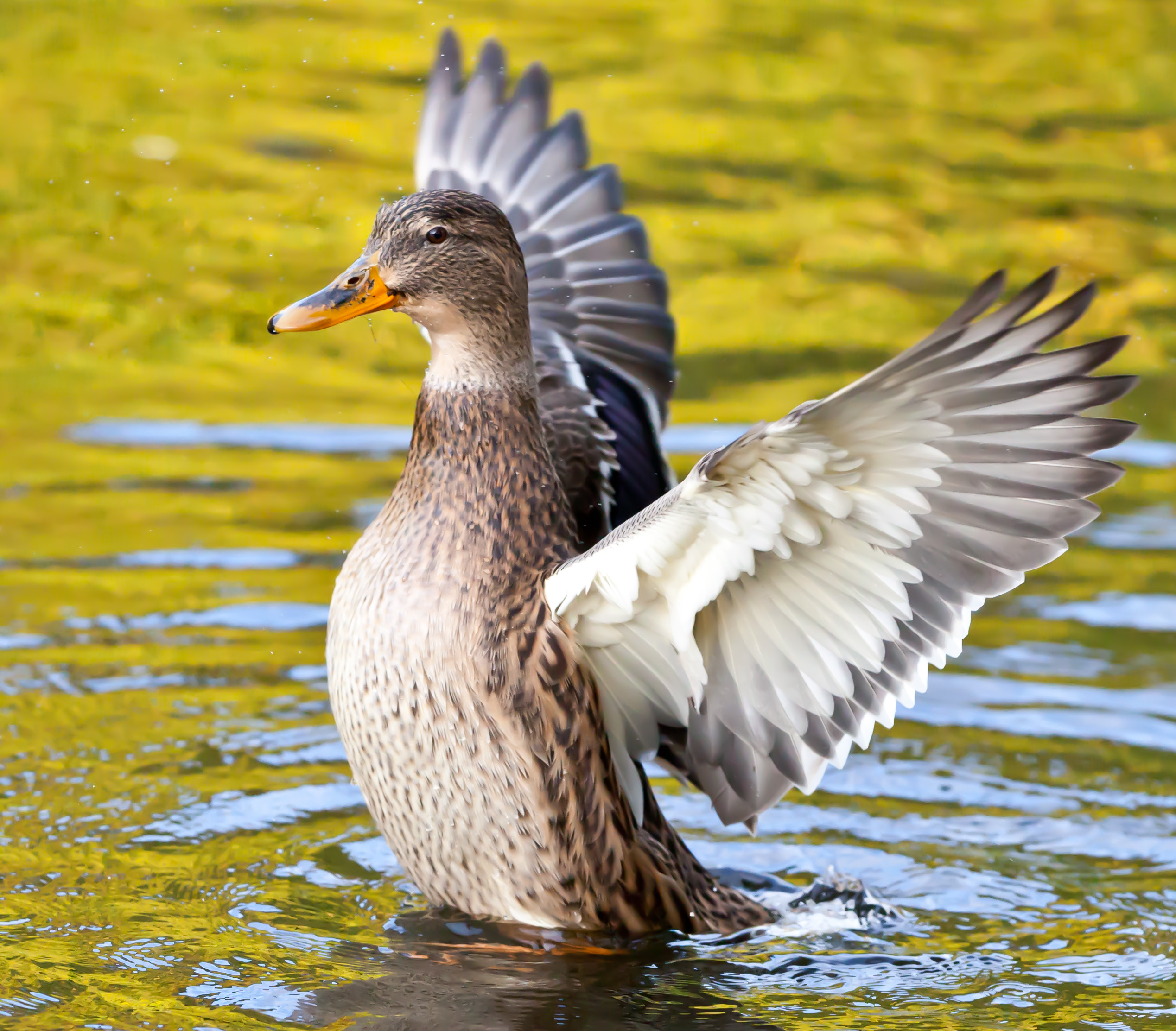 File:A Mallard duck airs its wing feathers.jpg - Wikimedia Commons