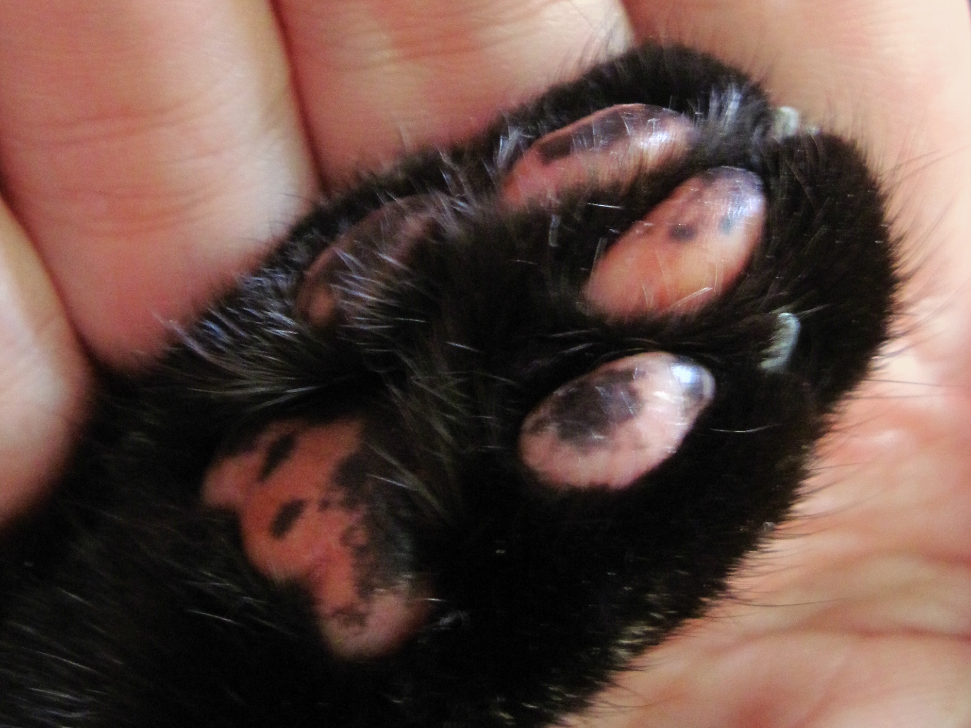 kort midlertidig tirsdag File:A tortoiseshell cat's speckled paw-pads.jpg - Wikimedia Commons