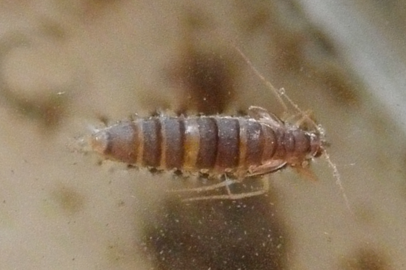 Файл:Acentria ephemerella 3.png