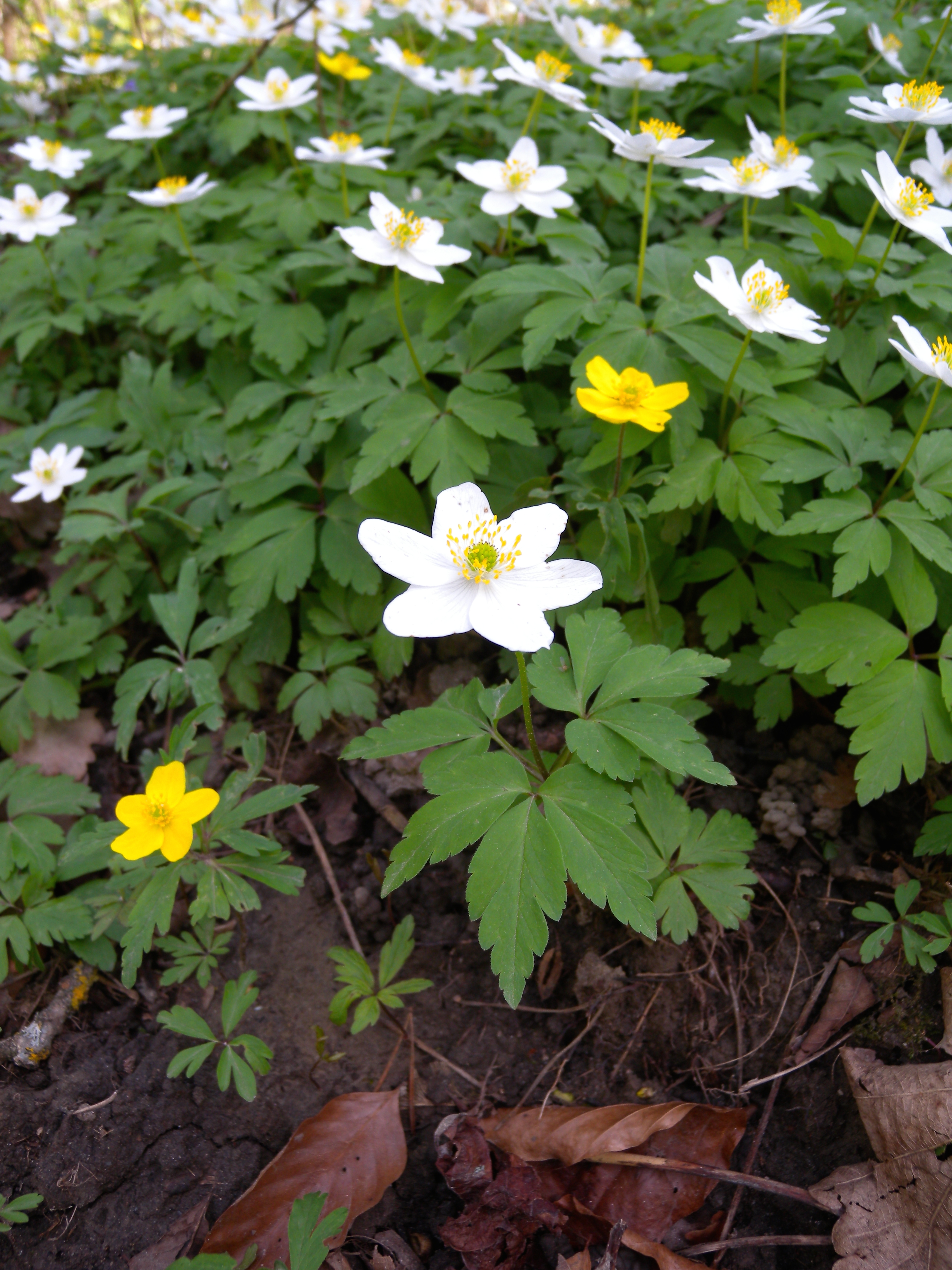 Anemone nemorosa