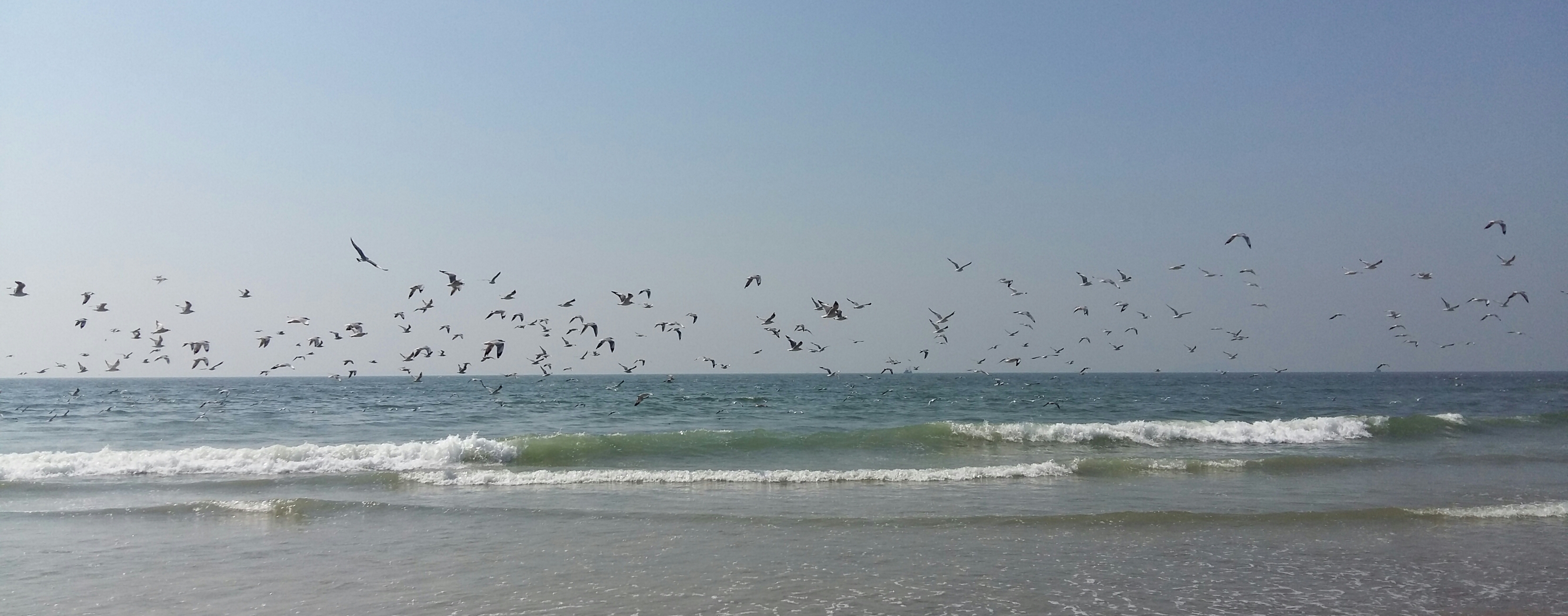 File:Arossim beach with full of birds.jpg - Wikimedia Commons