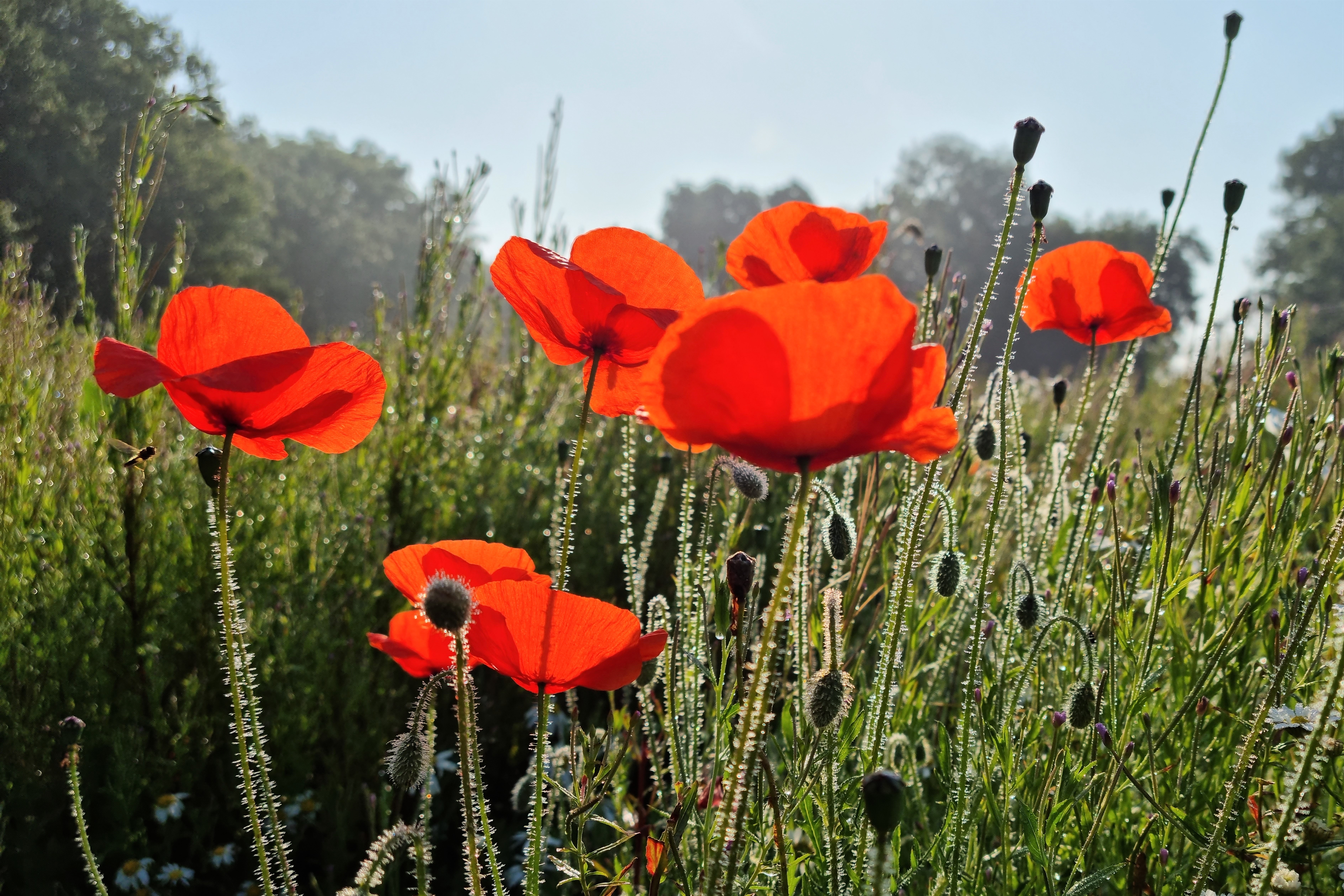 Upper Meadow