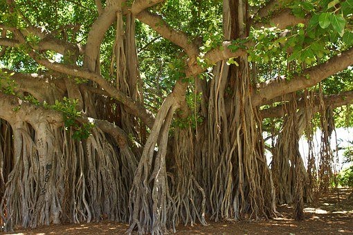 File:Banyan-tree-.jpg