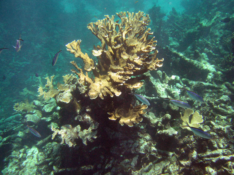 File:Buck Island Reef National Monument firecoral jackfish.jpg