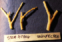 File:CTV Stem Pitting.png