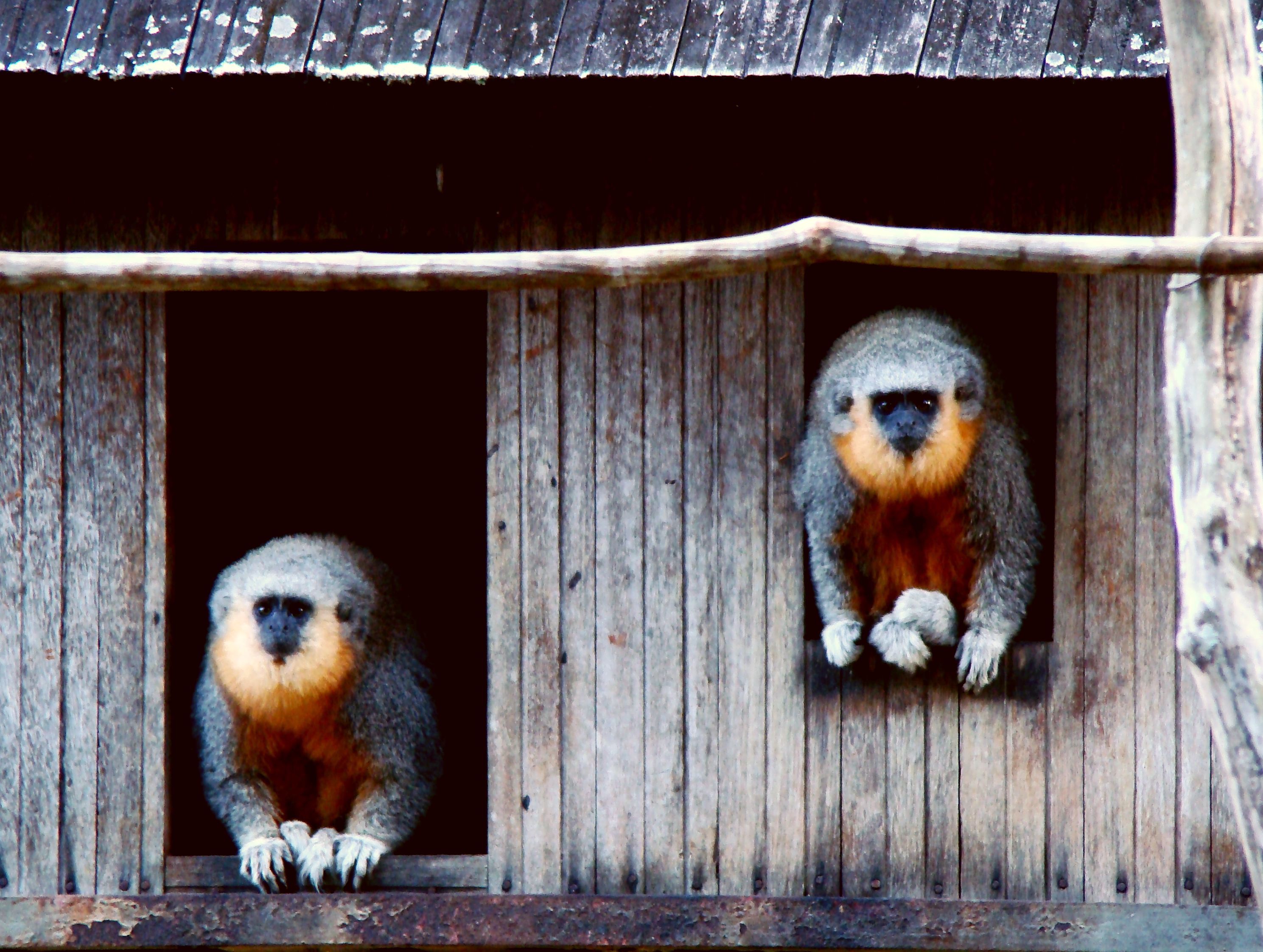 Mig Indirekte Blæse Red-bellied titi monkey - Wikipedia