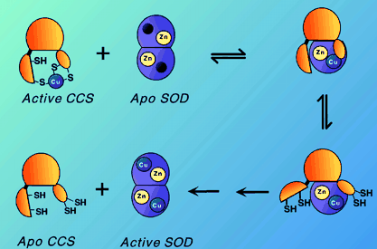 File:Capture and release model for copper transfer from CCS to SOD1.png