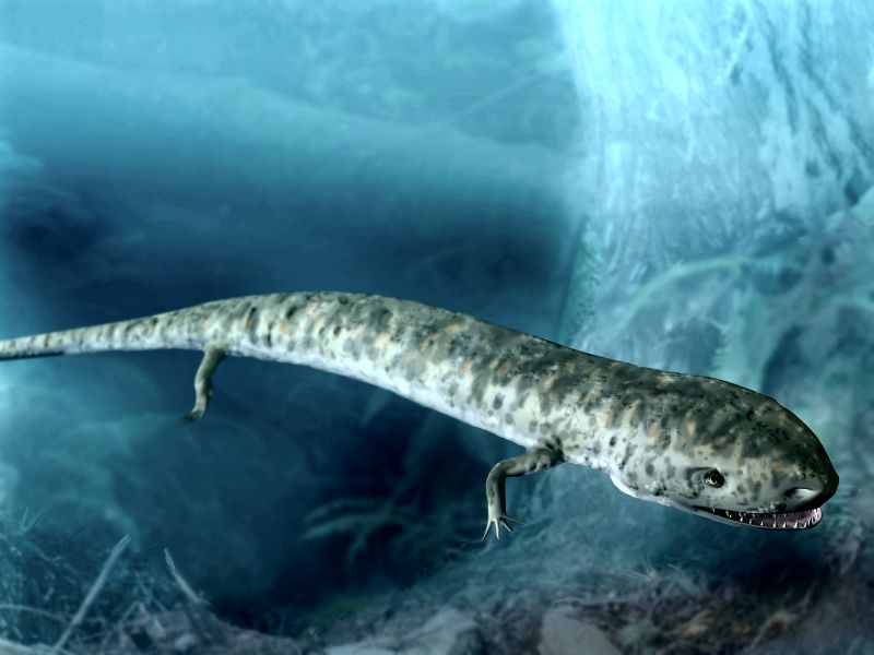 File:Cardiocephalus peabodyi.jpg