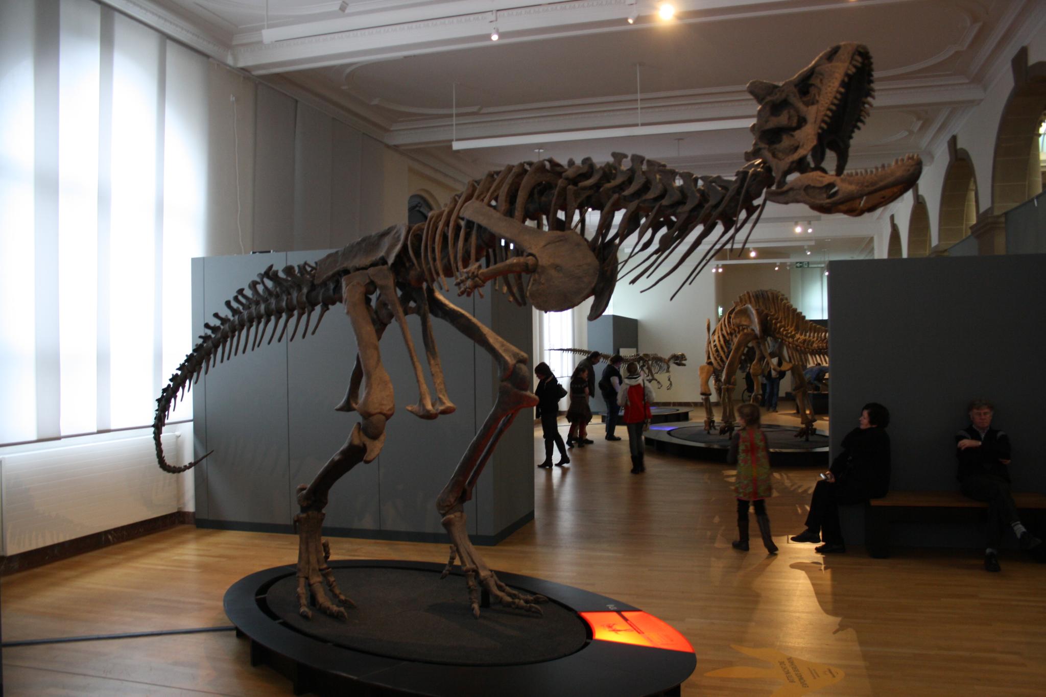 El omóplato de los abelisáuridos Carnotaurus_skeleton_in_Bonn